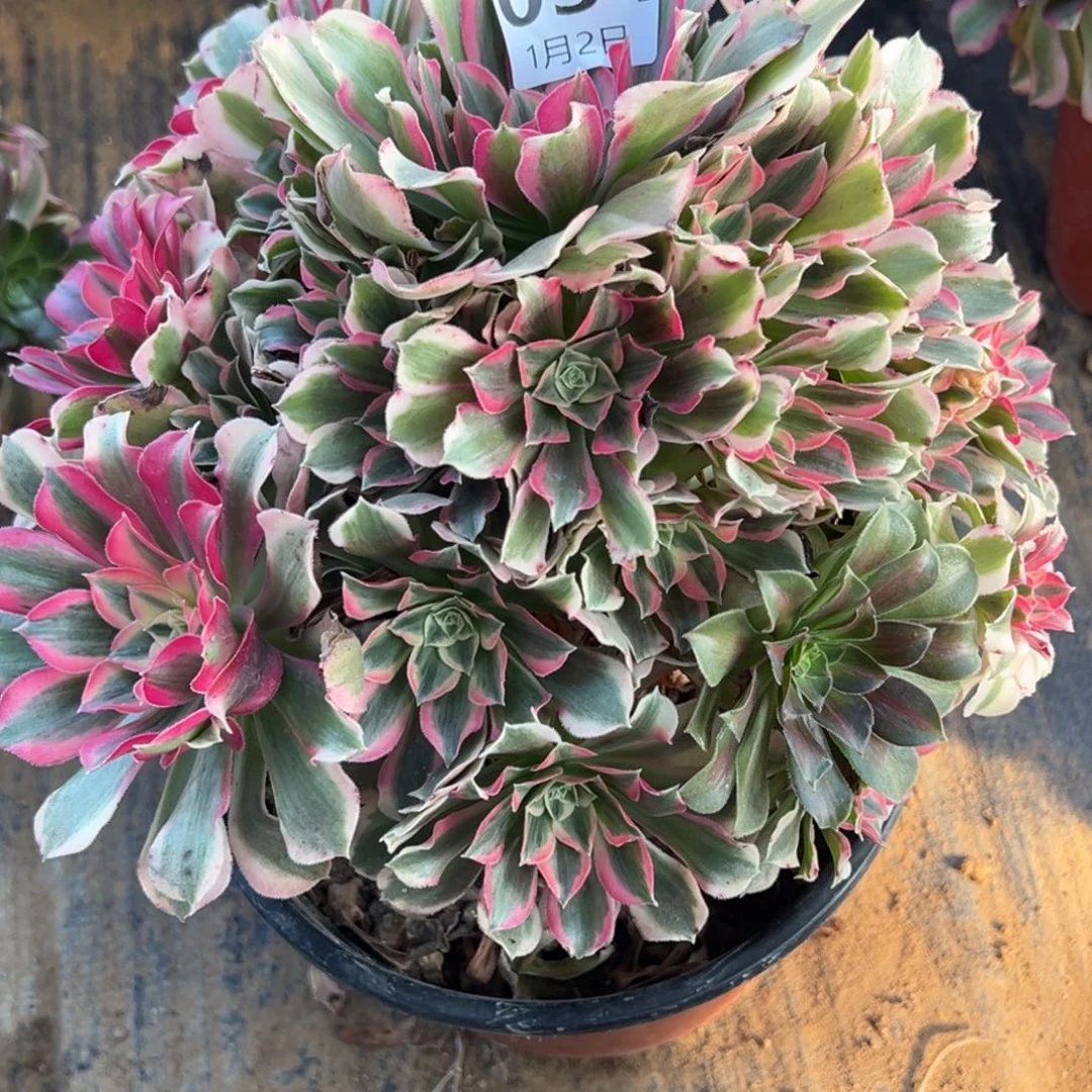 1.2.34男神多肉植物