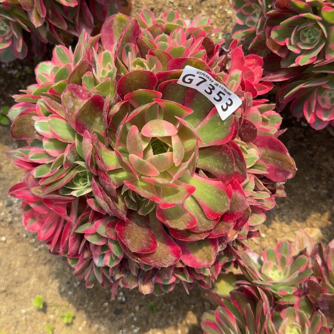 7353妖月多肉植物