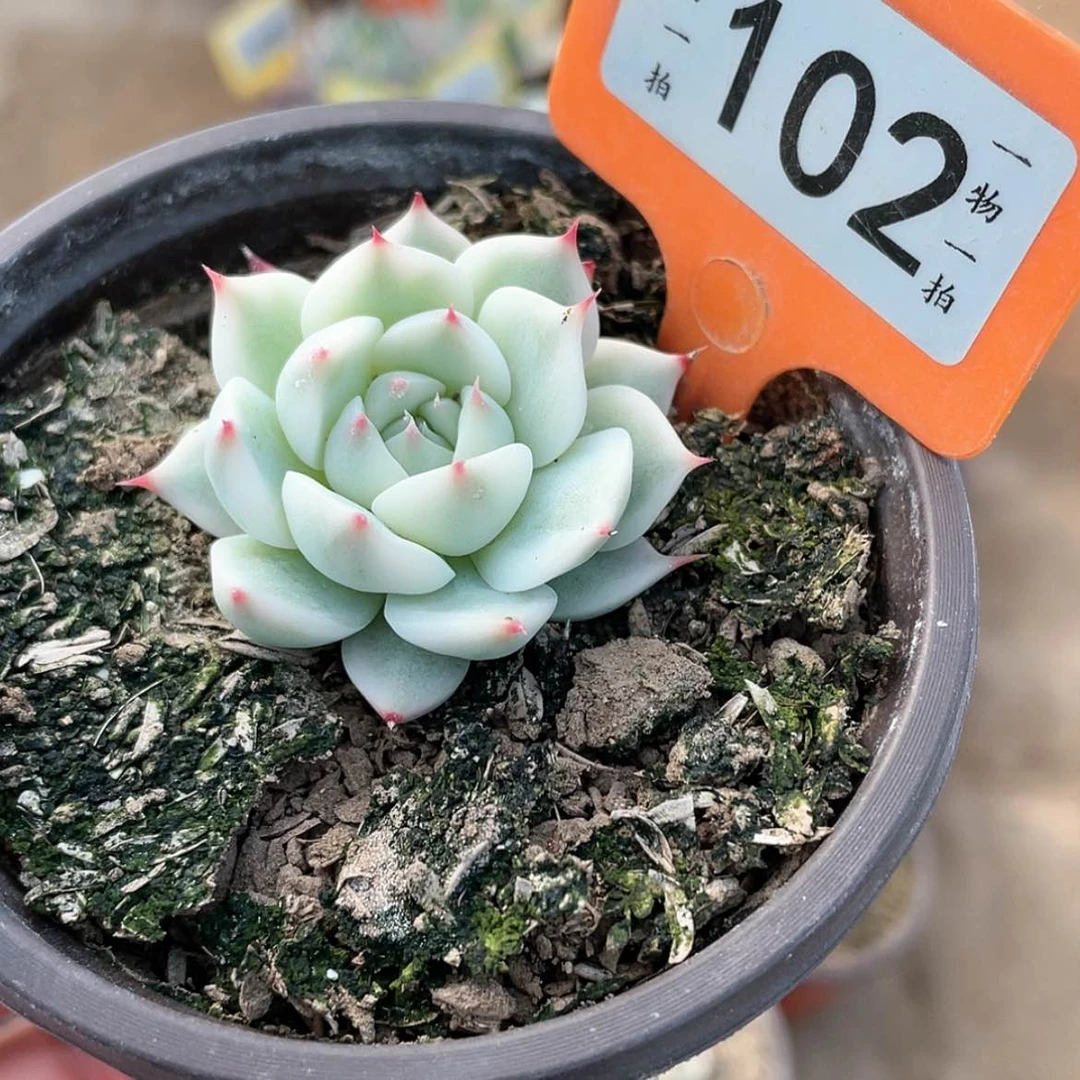 【闪购商品】102号