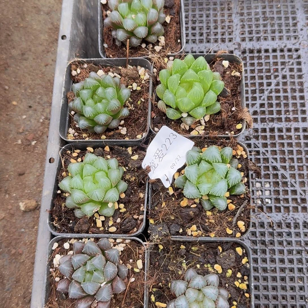 直播福利一物一拍223