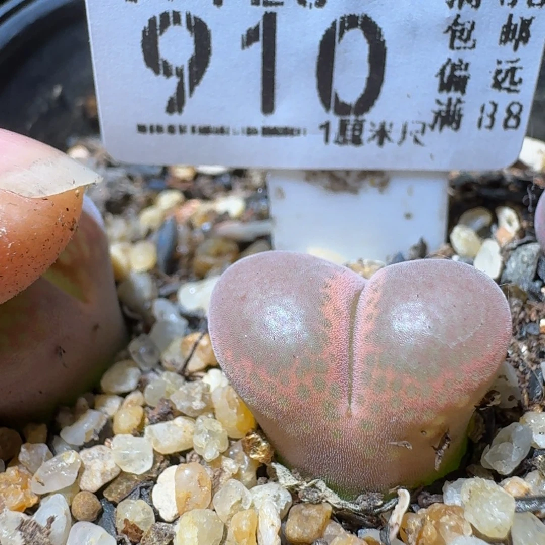 Sss精品清仓便宜910