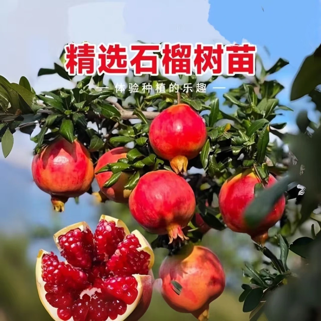 新品种软籽石榴树苗【一物一拍】盆栽地栽南北方种植