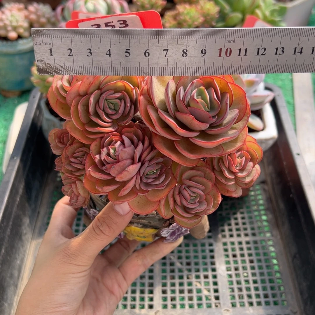 表妹精品多肉植物353: