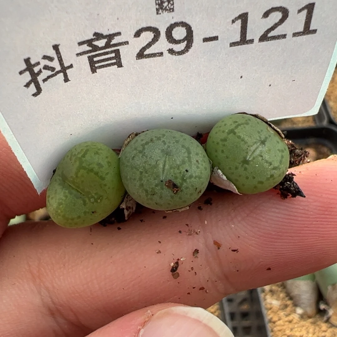 29-121肉锥多肉植物，
