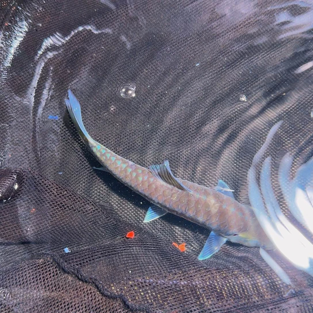 吉罗鱼异口17，ccc