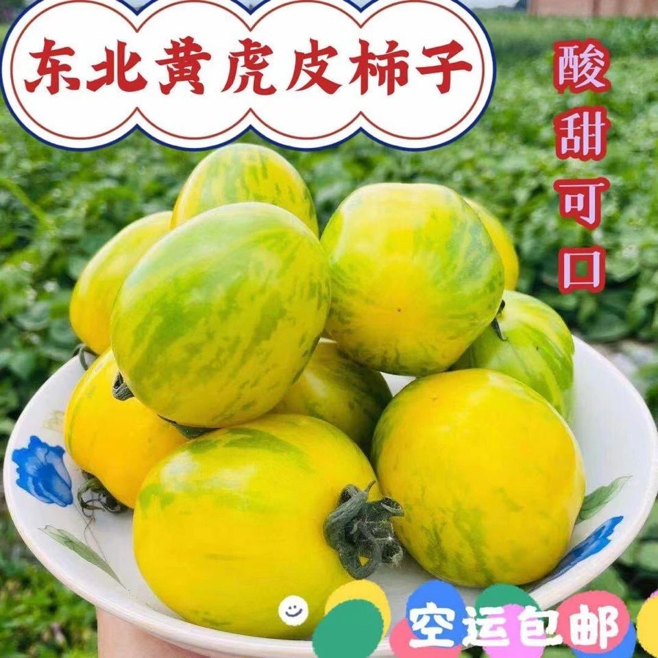 东北虎皮花皮球柿子酸甜可口新鲜生吃水果番茄西红柿子甜柿当季