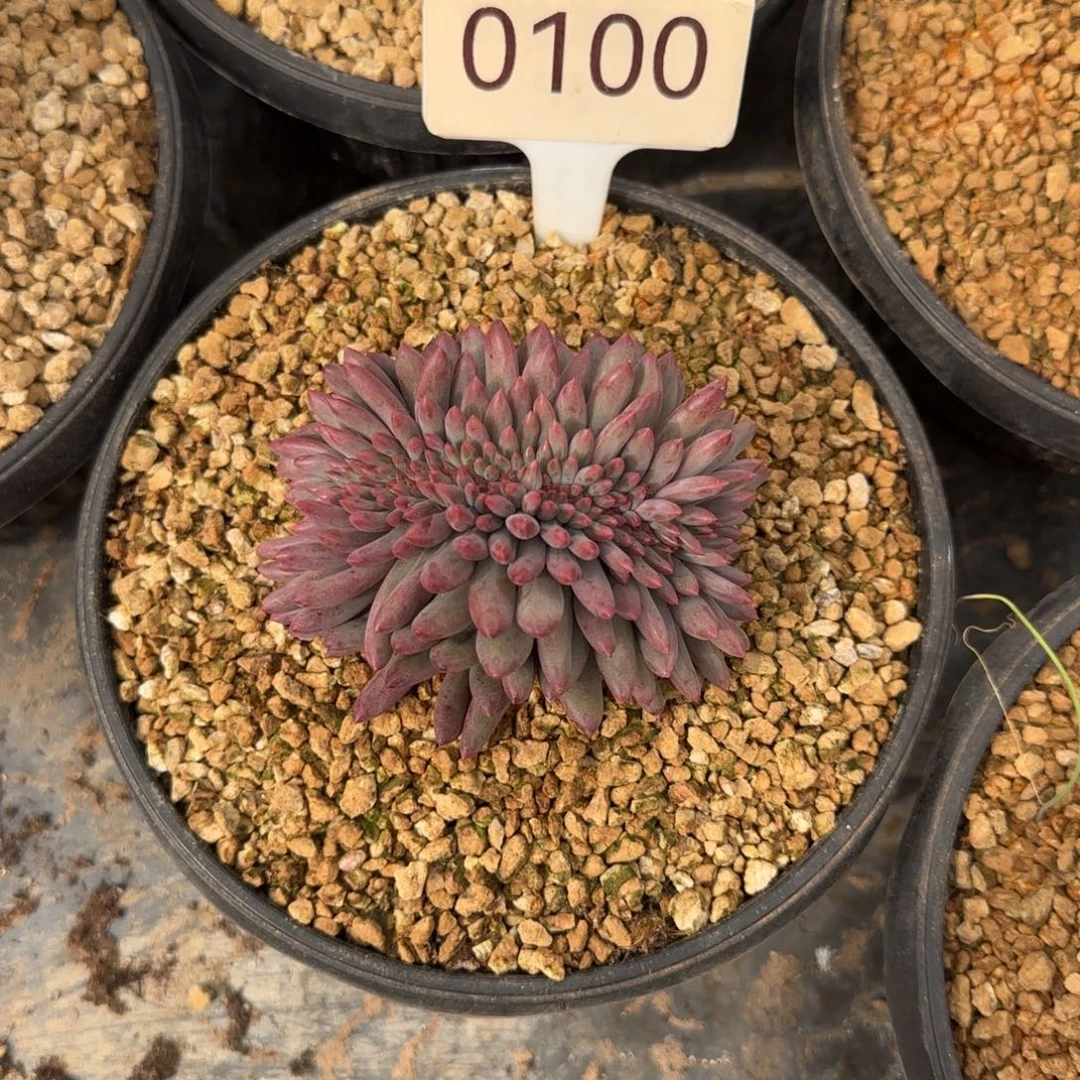 车厘子缀。  0100号。