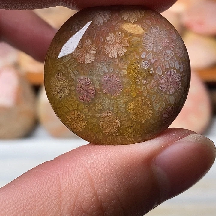 无***夜硅化珊瑚未镶嵌颈饰