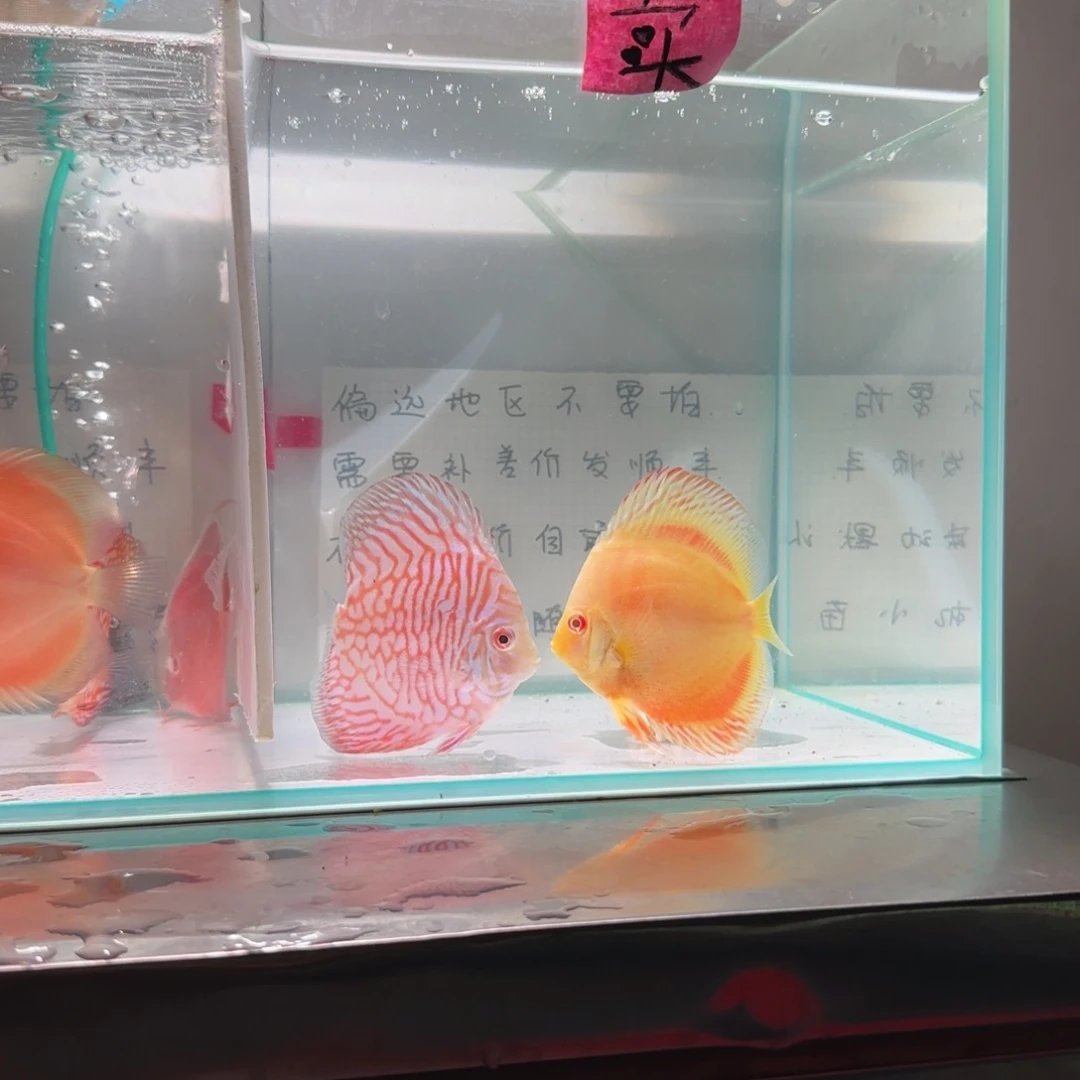七彩神仙鱼七彩神仙8-11