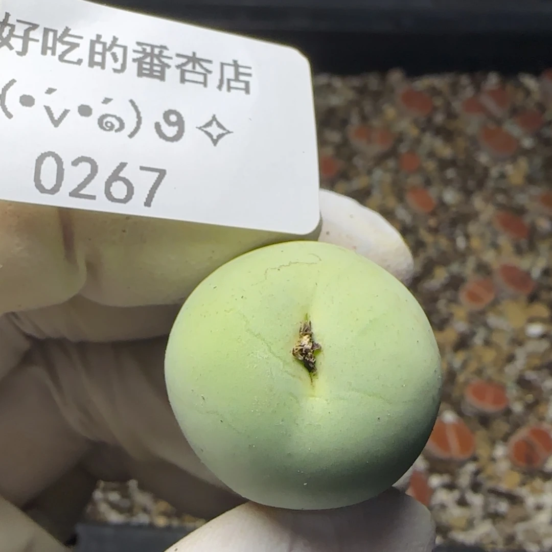 0267。鸽子蛋。2.3。厘米。