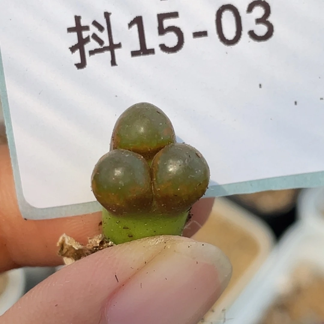 15-3风铃奔多肉植物