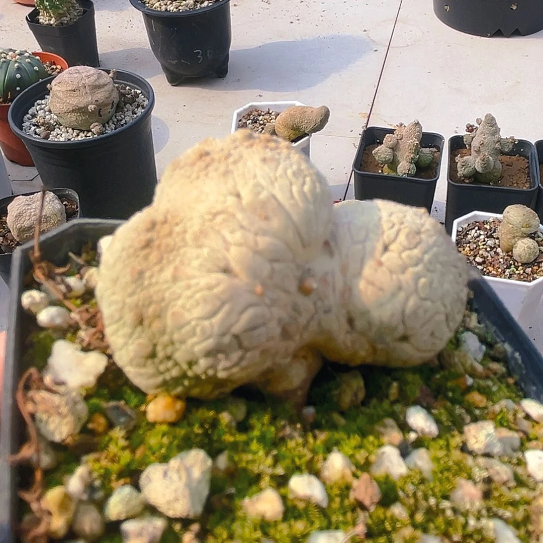 实生凝蹄玉缀化，潮流植物