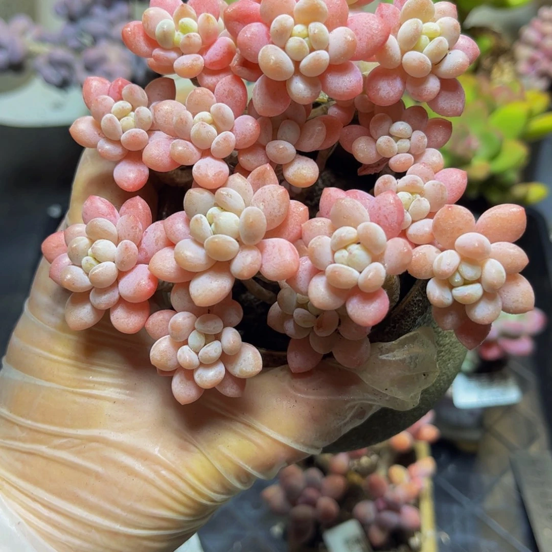 370冰淇淋鱼子酱12厘米多肉