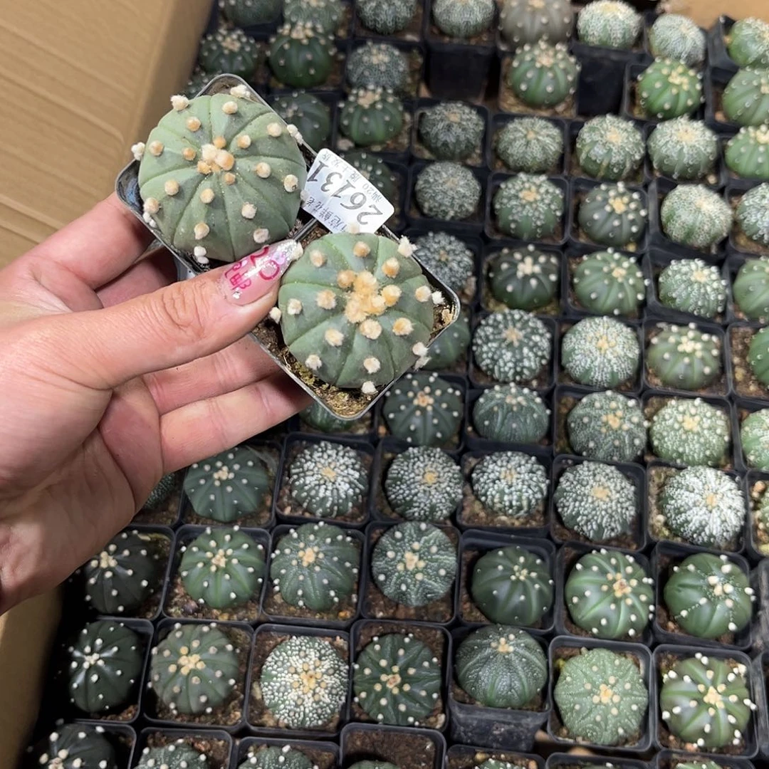 爱****圈29131一物一拍单头发货