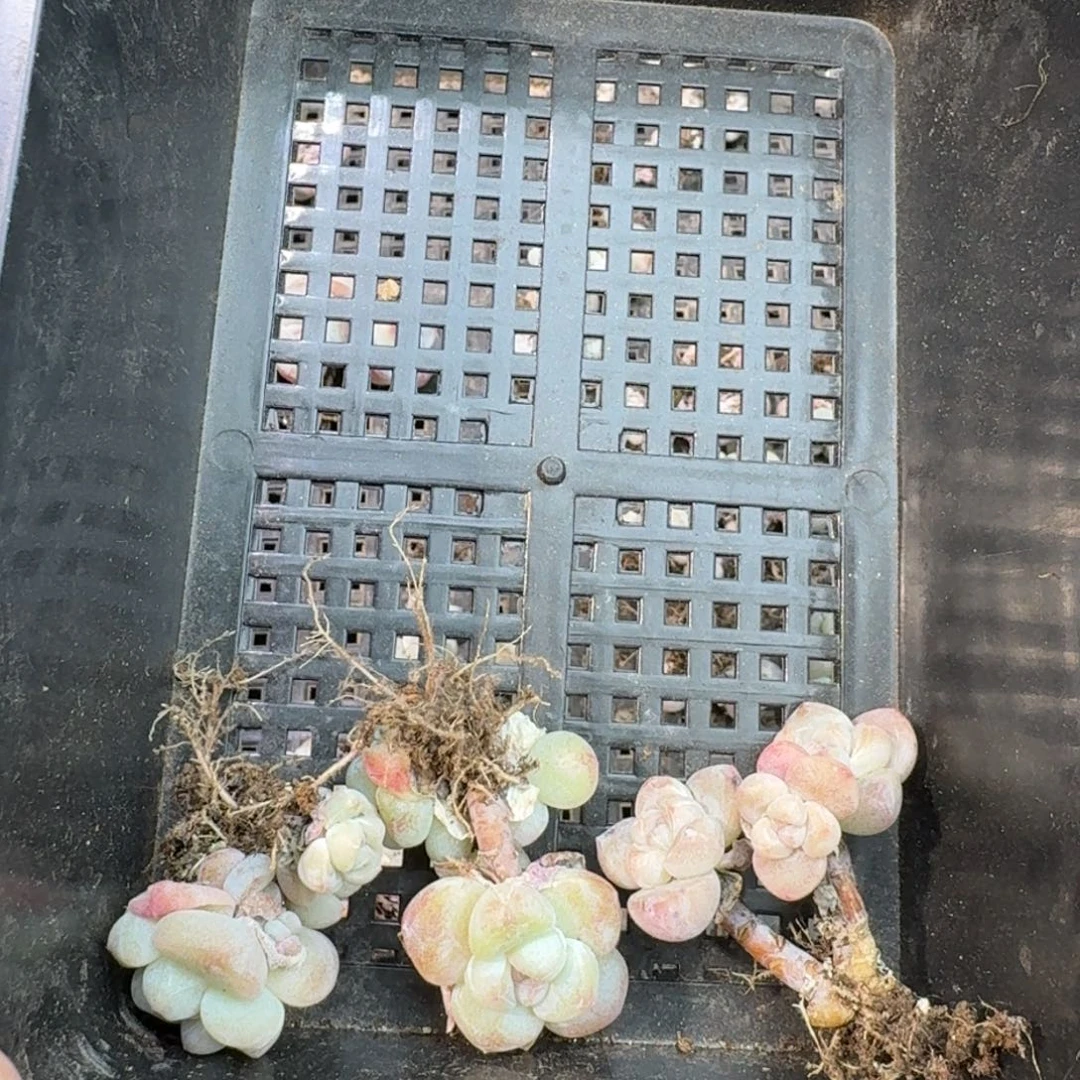 95 号到手1框，江北多肉