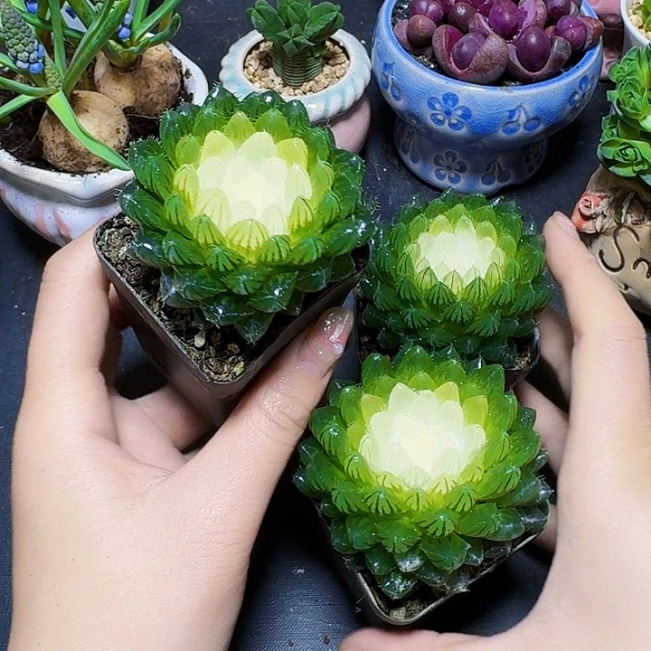 白莲花带盆一盆福利炸