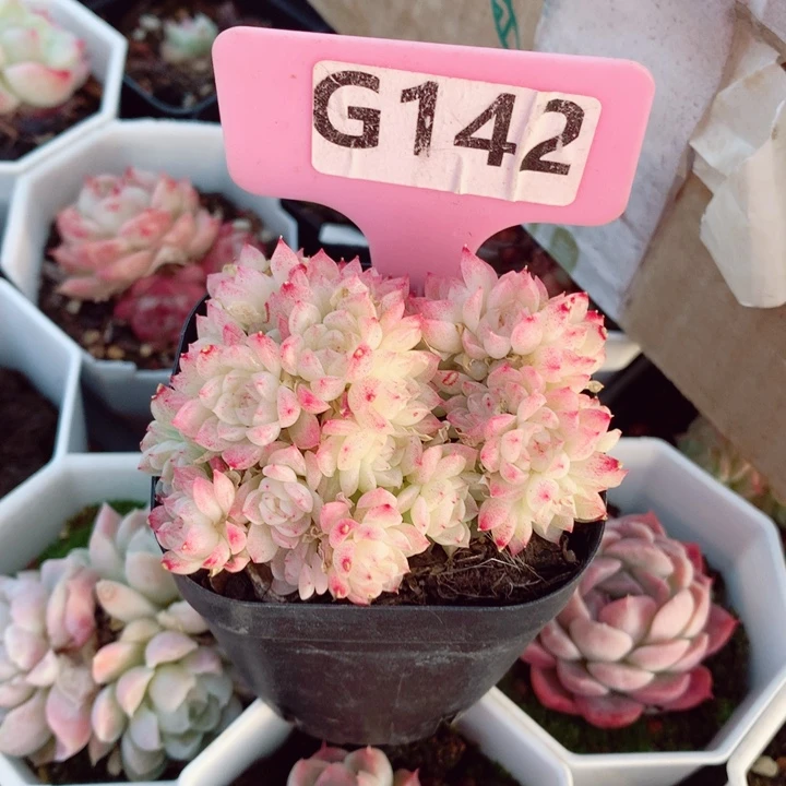 ?*z麦秆6cm不包整群