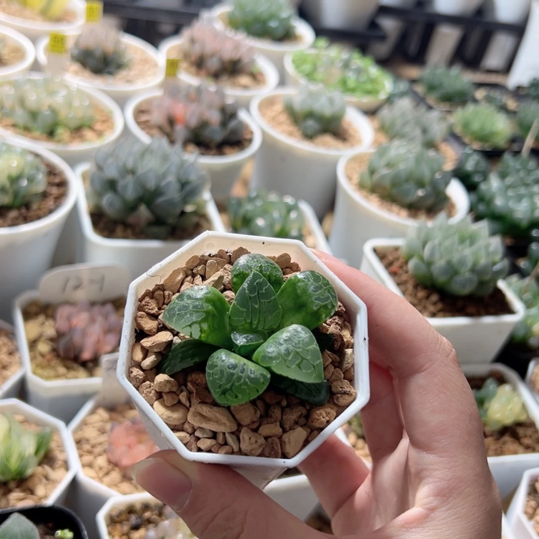 生生不息寿多肉植物