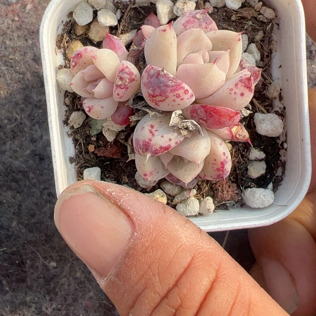 小卡拉米糖心一物一拍