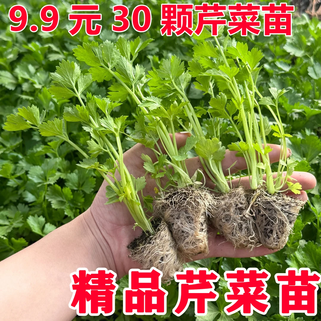 芹菜苗大皇后简单容易种植芹菜幼苗秧苗懒人种植阳台小院四季种植