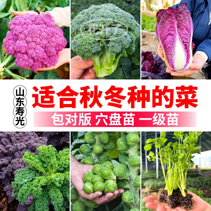 适合秋天种的菜苗秧芹菜羽衣孢子甘蓝紫白菜西兰花耐寒阳台蔬菜苗
