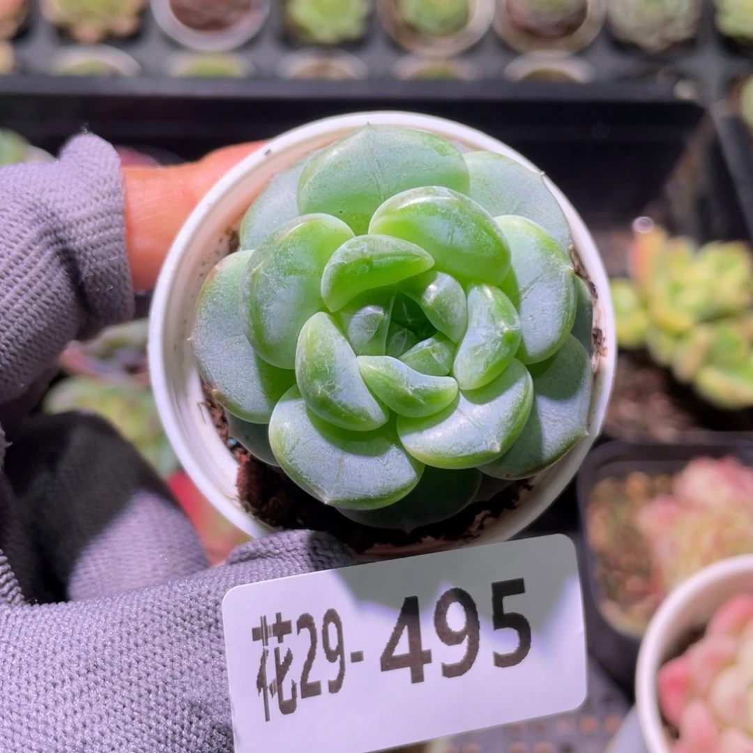 花利美29-495珍妮