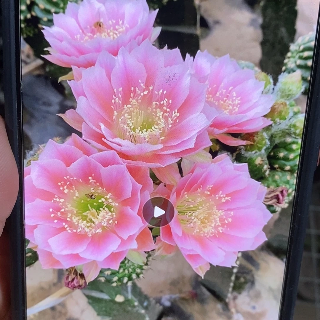 丽 0711侧芽歪4公分以上