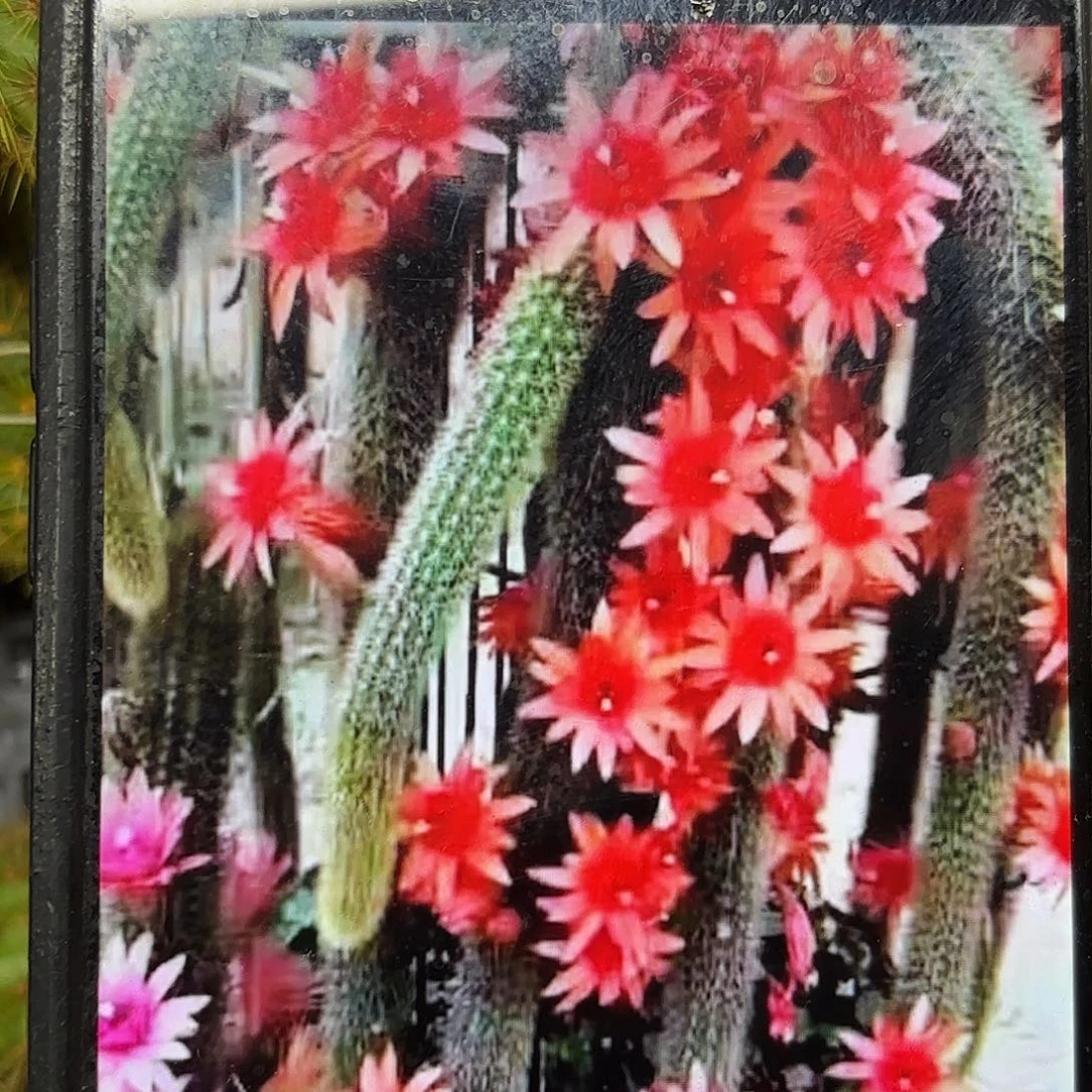 3颗红蜻蜓侧牙20包邮41