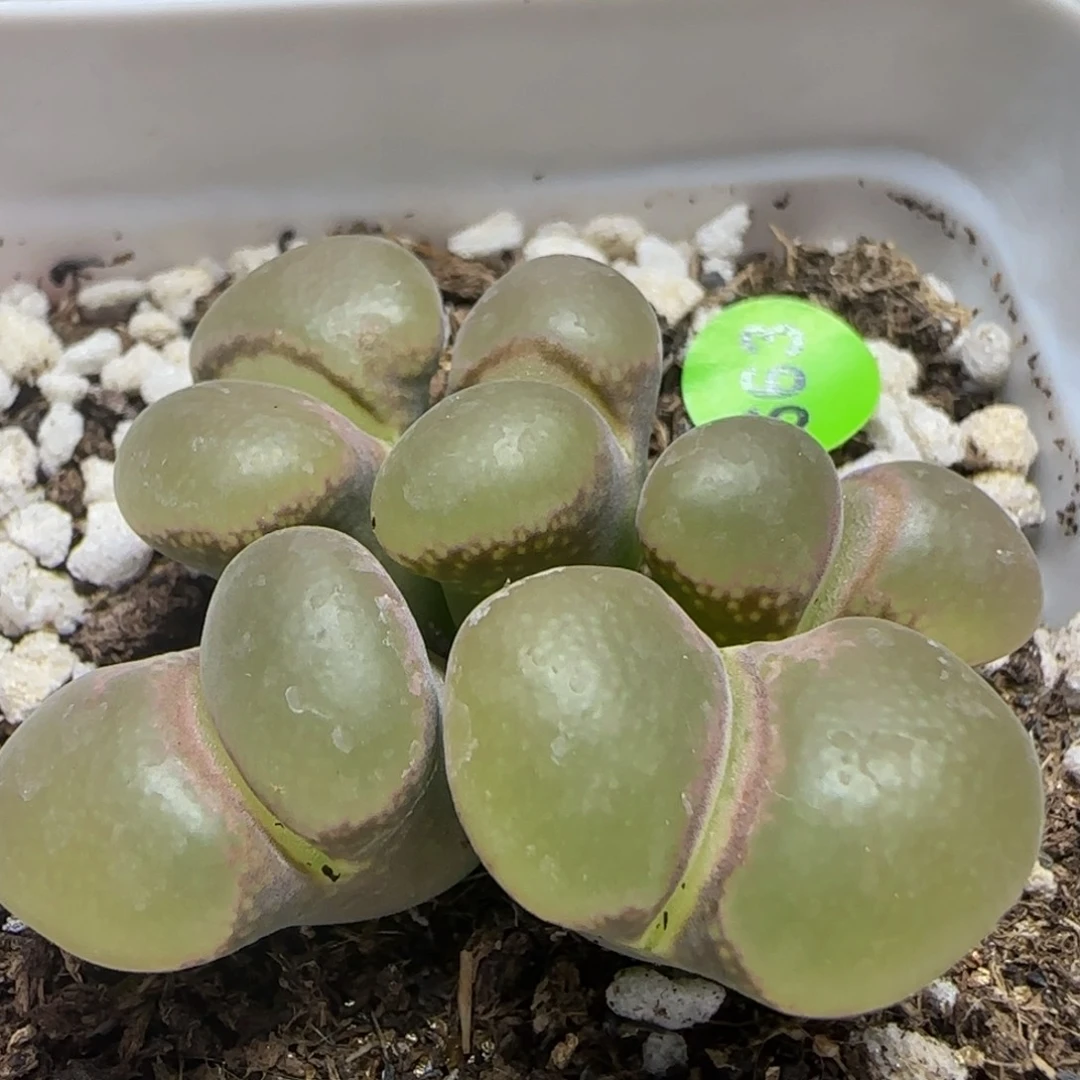 漂漂亮亮多肉植物663