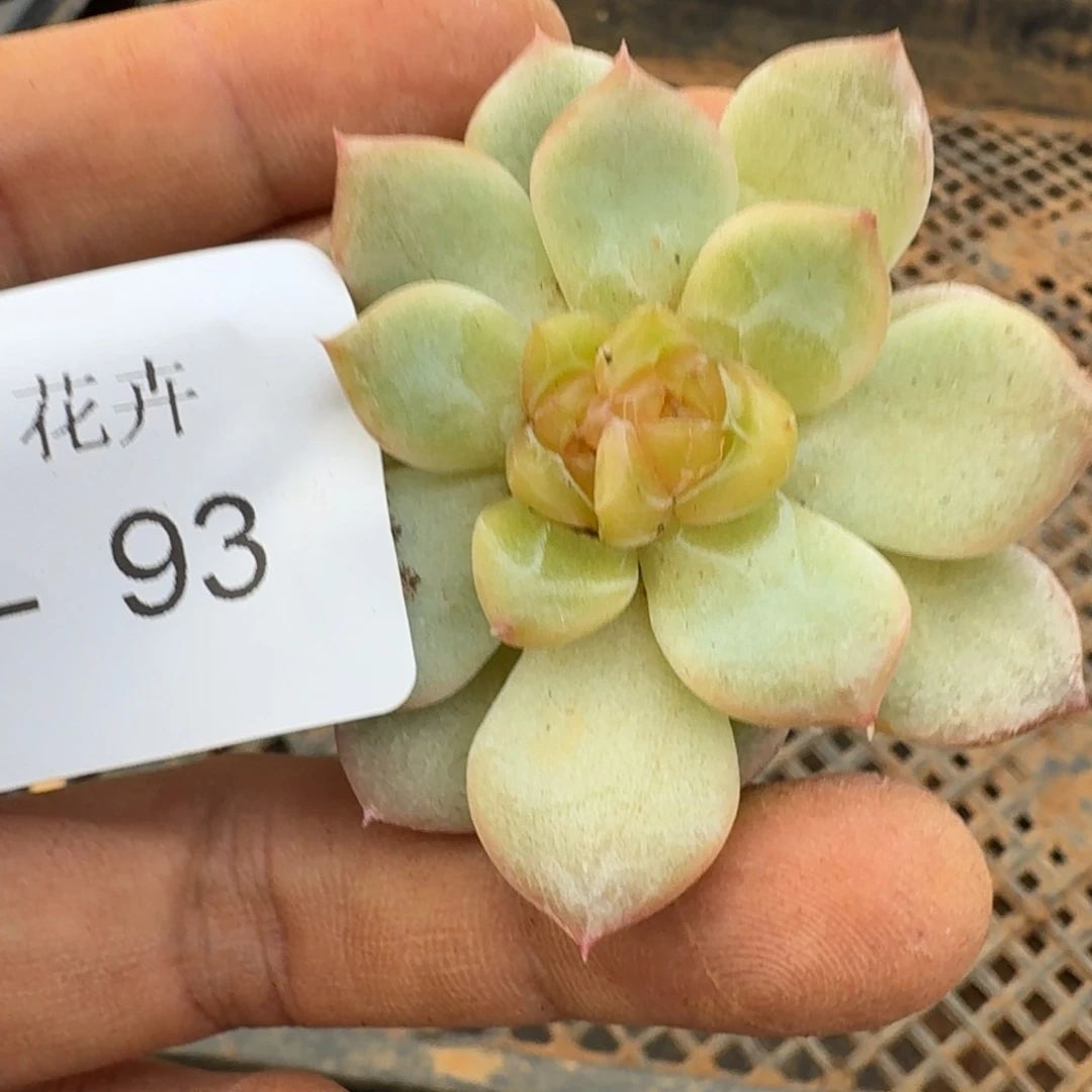 多肉杂交一物一拍23-93