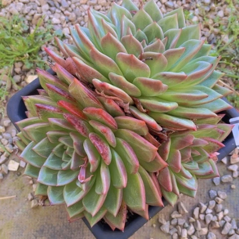 香槟17209多肉植物