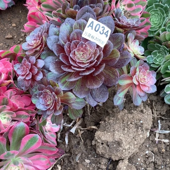 芳*034花月夜有断枝多肉