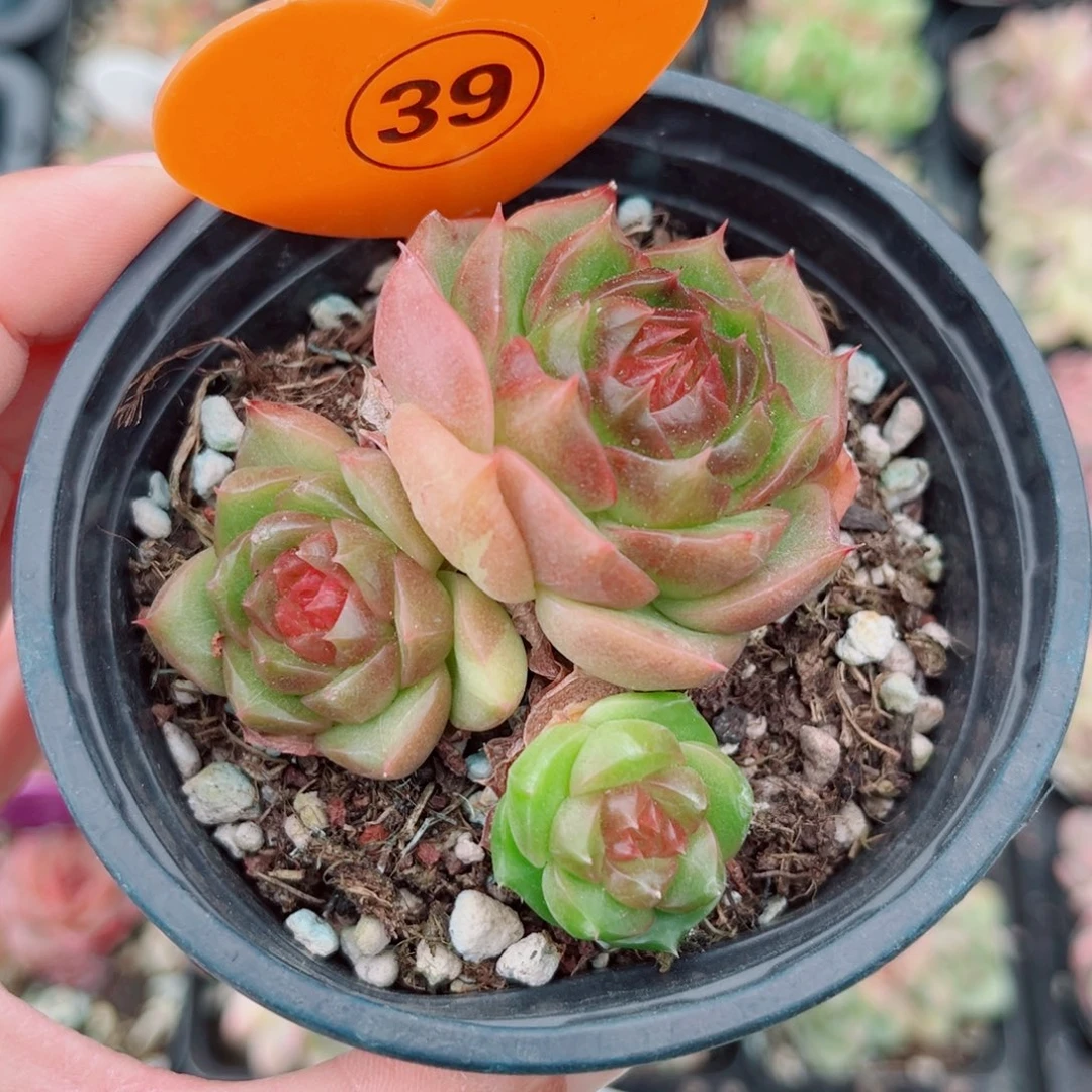39号小老桩珍妮群