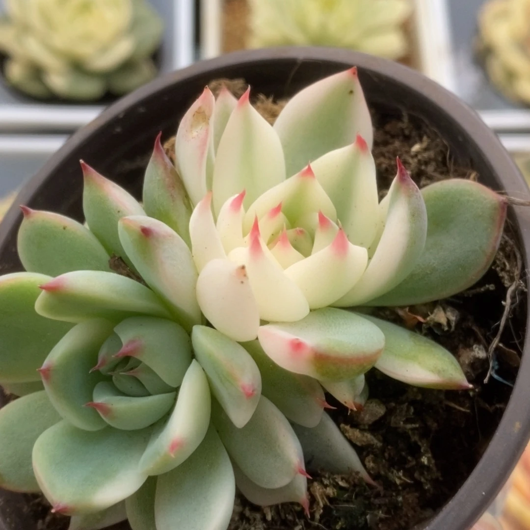 279锦锦锦锦锦锦锦锦锦锦