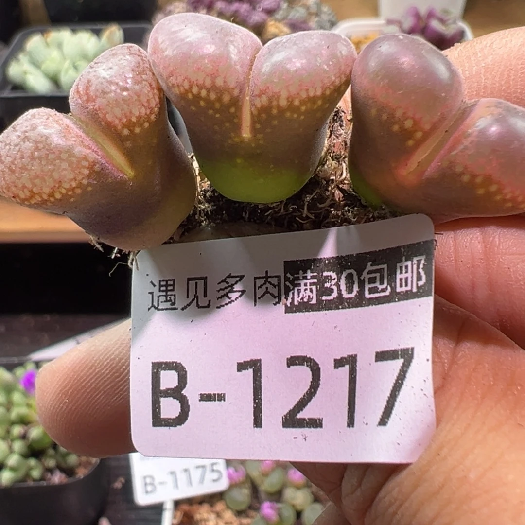 多肉植物11111111111