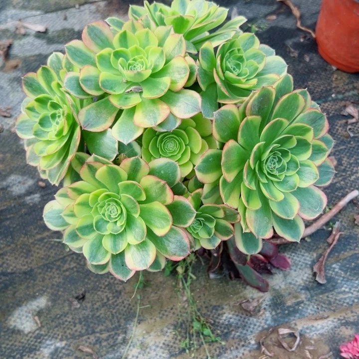 146奶白多肉植物