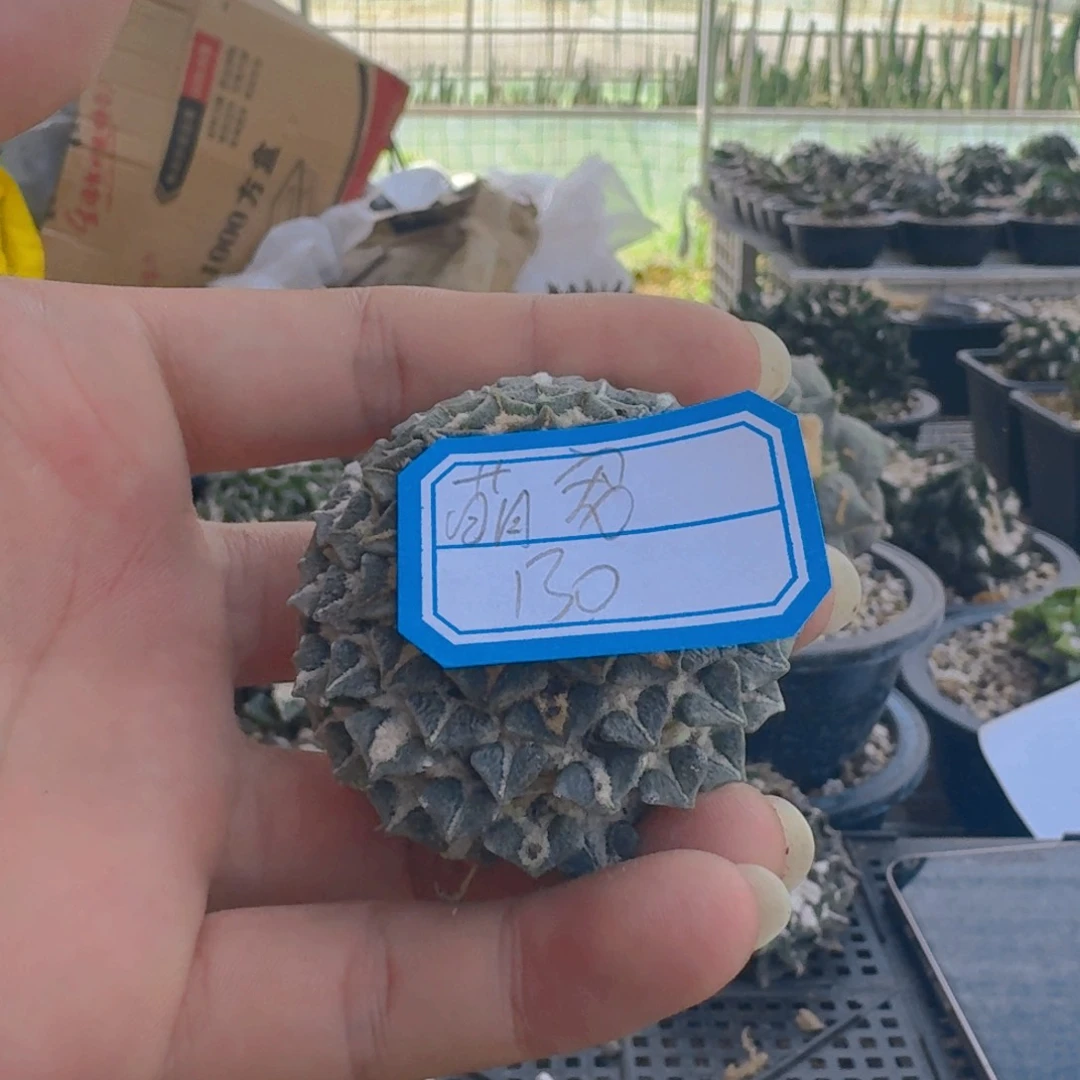 萌***馆仙人球开花一个