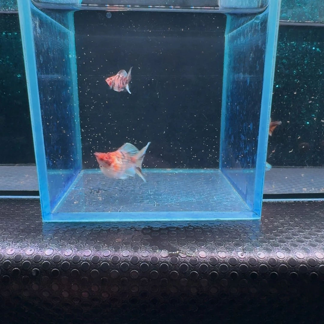 黑玛丽鱼621号玛丽2条