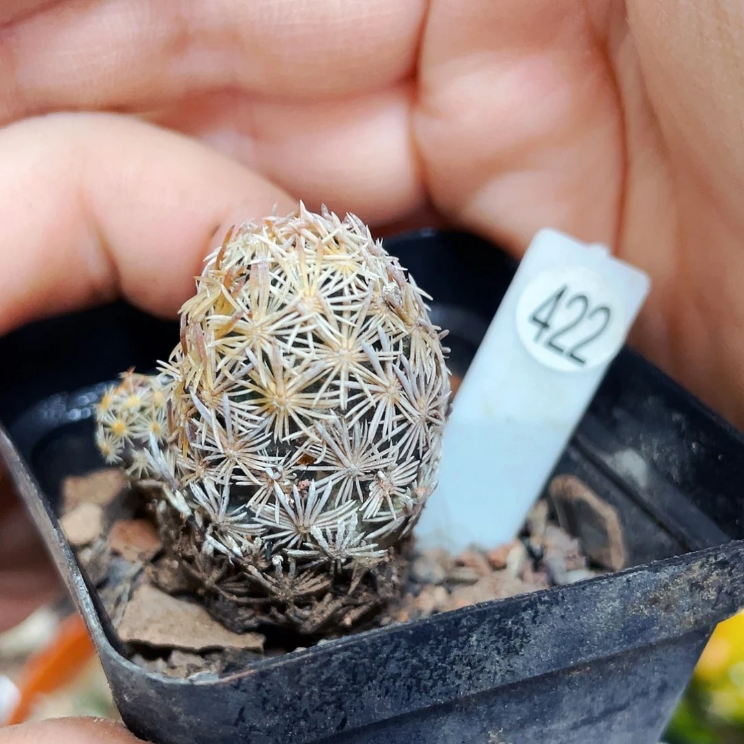 非偏远地区满25包邮仙人球