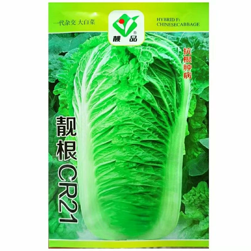 靓根CR21抗根肿病耐热抗热白菜种子大白菜抗病早熟天结球蔬菜种子