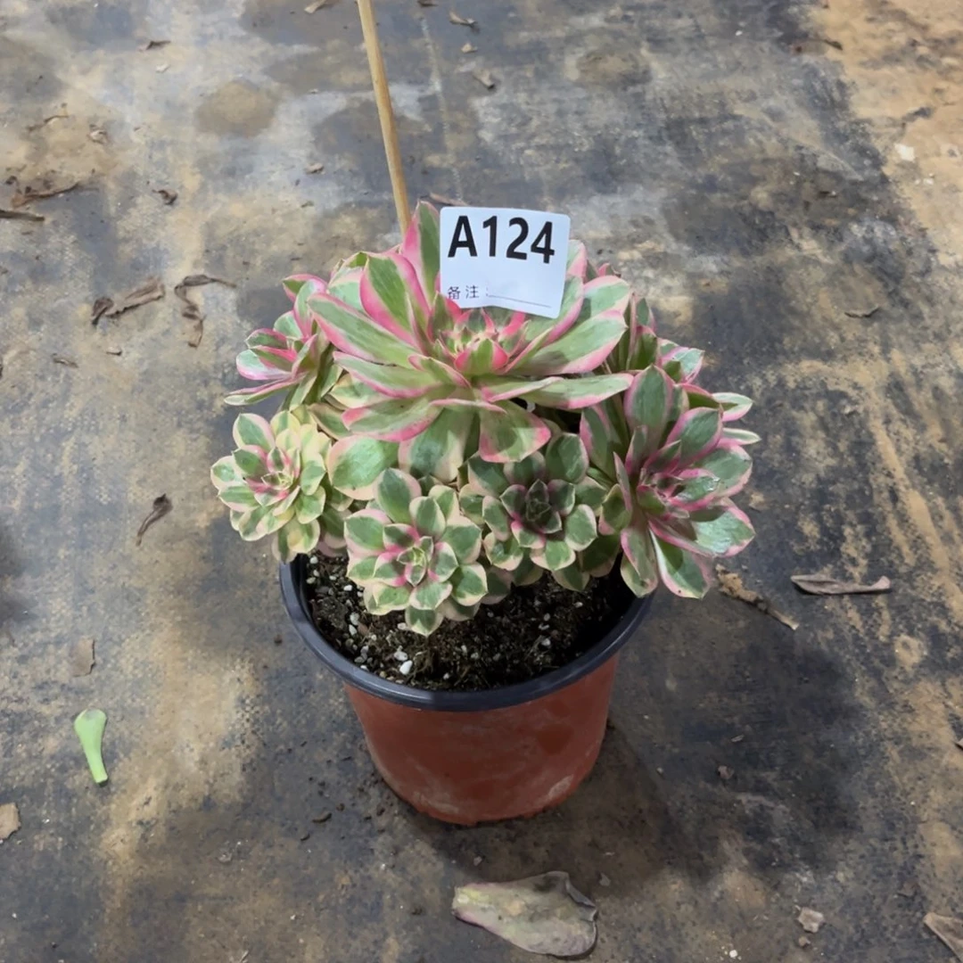 多肉植物云荷124多肉