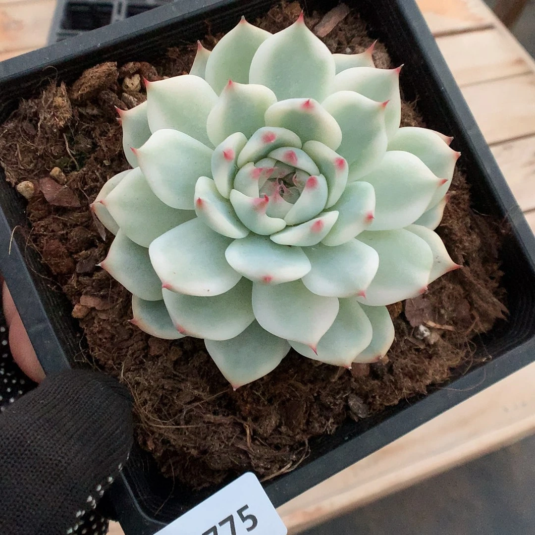 775吉娃娃锦多肉植物666