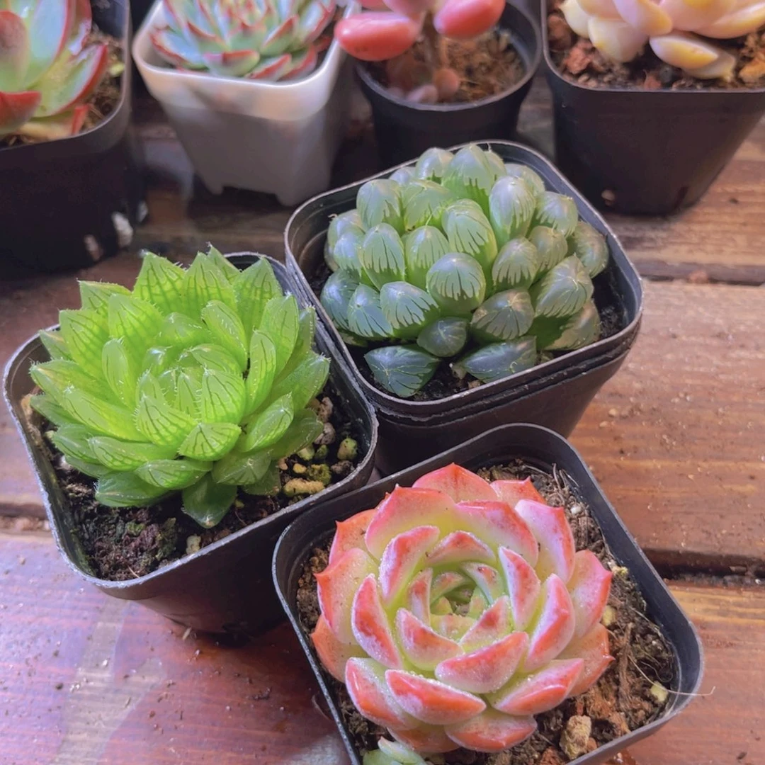樱水晶 冰灯 粉恋