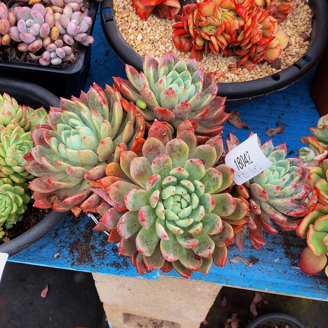 星***雨      血燕多肉18042