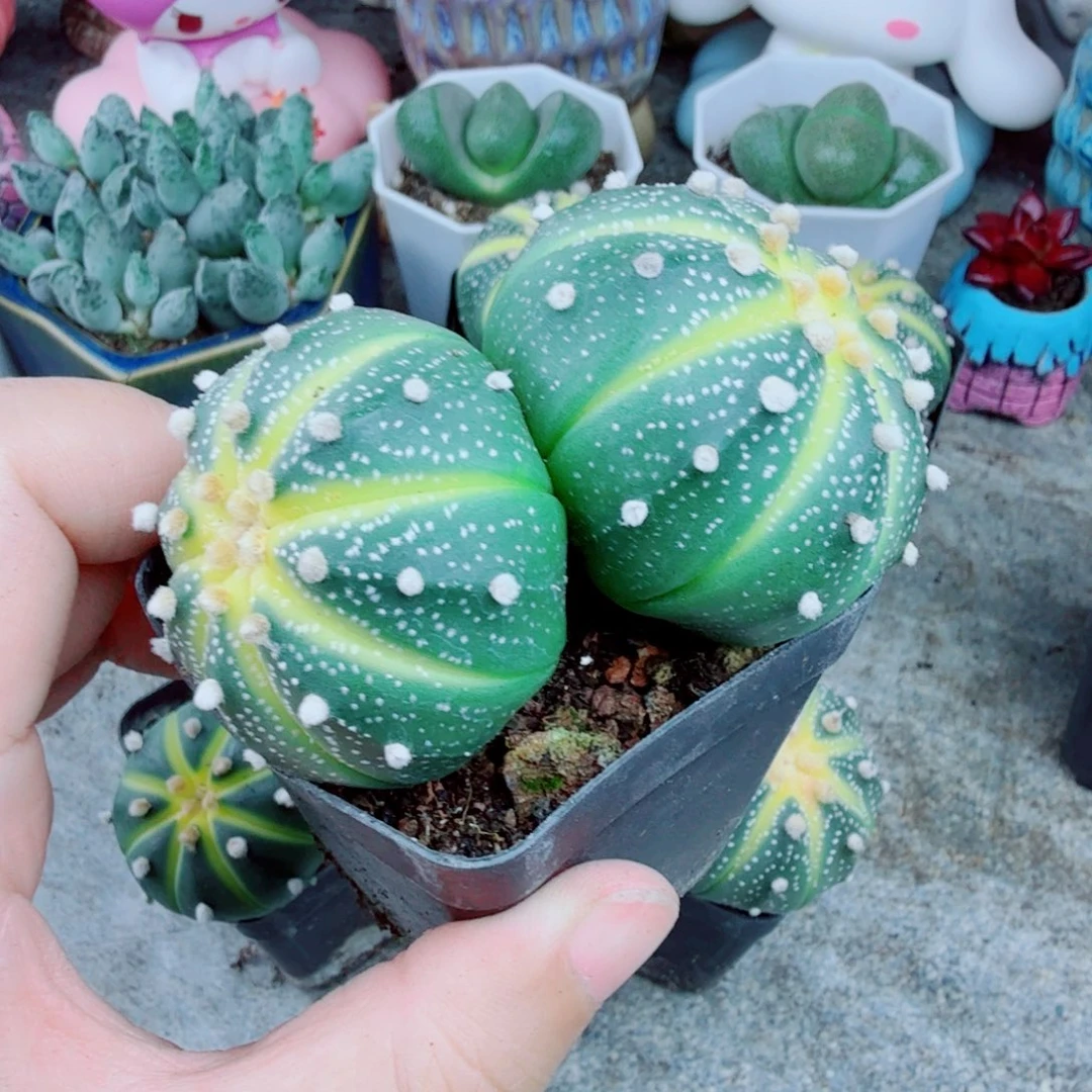 双头星兜锦带盆栽好一个