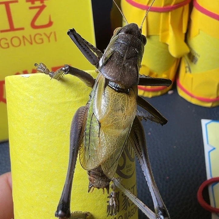 蟋蟀哈哈哈哈哈哈哈哈