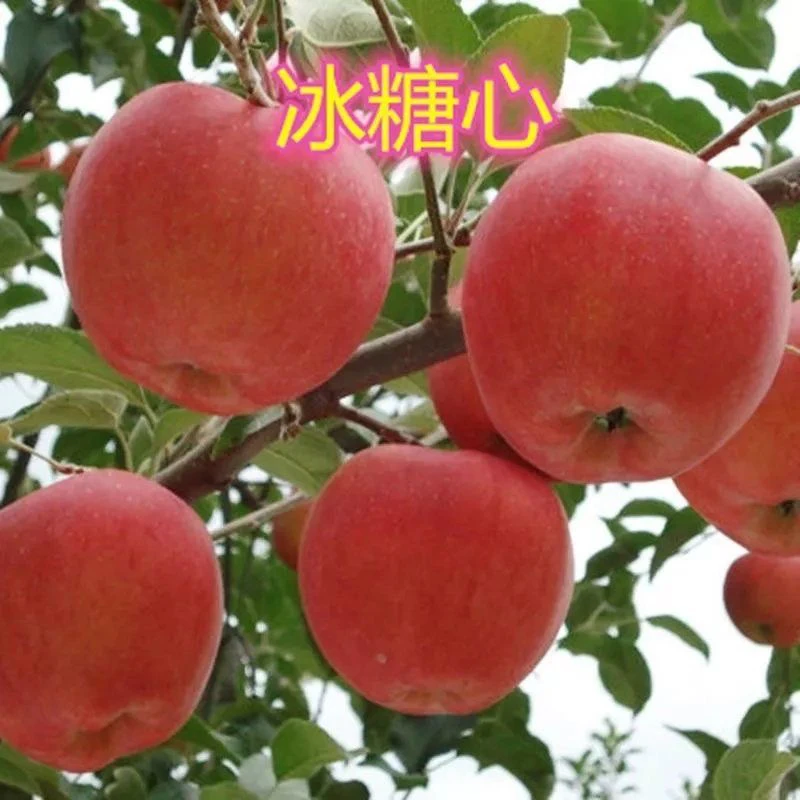 苹果树苗嫁接红富士冰糖心苹果苗盆栽地栽带土特大南北方种植果树