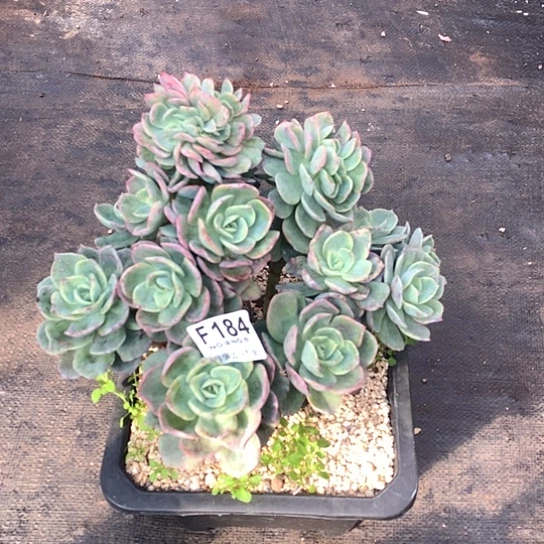 霞光缀化184  清货处理7-8天发货