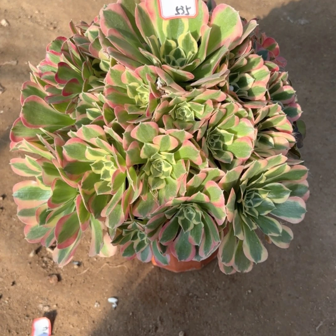 全部花朵535粉水晶多肉植物