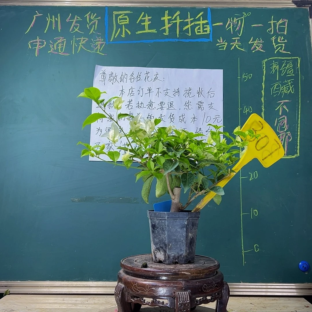 当前无花栽培后可以开花 福利 白雪公主   大宝 307